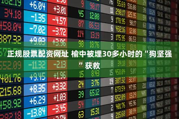 正规股票配资网址 榆中被埋30多小时的“狗坚强”获救